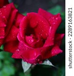Amazing red rose macro view...