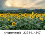 Small photo of Endless yellow and green sunflower field in the Weldon Springs Conservation Area in St. Charles, Missouri. Bright yellow sunflowers against a cloudy purple and orange sky at sunset.
