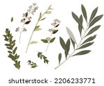Pressed and dried bindweed flowers, olive leaves isolated on white background. For use in floral patterns, compositions, herbariums, scrapbooking, floristry.