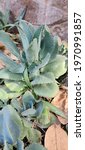 Small photo of Euphorbia tithymaloides (Devils backbone, Kalanchoe daigremontiana redbird flower, redbird cactus, Jewbush, buck-thorn, cimora misha, Christmas candle, fiddle flower, ipecacuah) plants in the park
