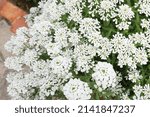 Small photo of Scientific name Iberis sempervirens and common names the evergreen candytuft or perennial candytuft blossom plants in the park