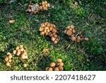 Group Of Wild Mushrooms In...