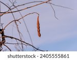 Small photo of A brown pod with seeds in hysteria against a blue sky background