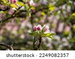 Blooming branches of apple trees, apple orchard, spring garden