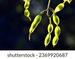 Small photo of Fruits of Styphnolobium japonicum or Sophora japonica, known as Japanese pagoda tree, seen against the light