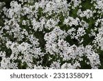 Small photo of Masses of white sweet rocket, dames rocket or hesperis matronalis, growing in a meadow