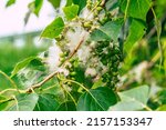 Small photo of fluff on white poplar tree closeup