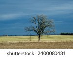 an isolated tree in the foreground on a bright green field with dark storm clouds in the background causing a bold contrast with the horizon