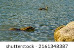 Dog And Egyptian Goose Swimming ...