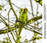 Green Parrot Eating Green Seeds ...