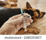 Small photo of Six key canine diseases are covered by vaccines, which must be administered to dogs every year to maintain their health. should be increased once a year, annually