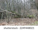 A Fallen Tree Overgrown With...