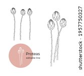 proteas plant drawn in a... | Shutterstock .eps vector #1957750327