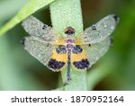 Small photo of yellow striped flutterer (Rhyothemis phylis ). yellow-barred flutterer It lies in the morning grass with dew on the body and wings against a fuzzy background.