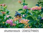 Delicate blue carpenter bee and blooming lantana flowers in wildlife setting - captivating and vibrant