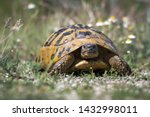 Small photo of Eastern Hermann's tortoise - Testudo hermanni boettgeri. Hermann's tortoises are small to medium-sized tortoises from southern Europe.