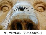 Black Mustachioed Beetle Sits...