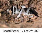 Small photo of Termite mushroom has a symbiotic relationship with a subfamily of termites, macrotermitinae, who feed on the fungus. the mushroom grows from the termitaria which is the nest that the termites build.