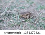 Small photo of Hoptoad in spring in partially germinated grass. Symbol of wealth and success. Selective focus