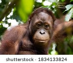 Orangutan Close Up In A Jungle...