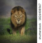 Image Of A Long Haired Lion...