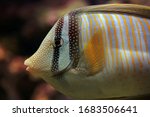 Small photo of Kole Tang Or Spotted Surgeonfish Or Goldring Surgeonfish Or Yellow-eyed Tang Fish Ctenochaetus Strigosus Swimming In Water.