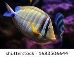 Small photo of Kole Tang Or Spotted Surgeonfish Or Goldring Surgeonfish Or Yellow-eyed Tang Fish Ctenochaetus Strigosus Swimming In Water.