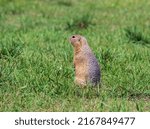 Small photo of Gopher standing on the lawn and looking around warily.