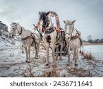 Small photo of Triplet of horses harness pulling a sleigh on a winter village street.