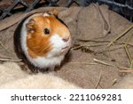 Domestic brown, black and white guinea pig (Cavia porcellus), Cape Town, South Africa