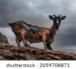 Brown Goat With Black Spots...