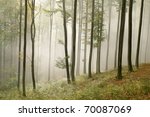 Misty Autumn Beech Forest....
