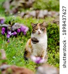 A Calico Cat Sitting In The...