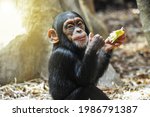 Little gourmet. Adorable baby chimpanzee enjoying his meal and showing thumbs up. 