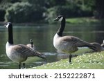 Canadian Geese At Bank Side Of...