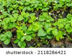 Strawberry Plants Planted In...