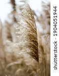 Small photo of Dry reed outdoor in light pastel colors, reed layer, reed seeds. Beige reed grass in the fall in the sun. Abstract natural background. Beautiful pattern with neutral colors. Minimal, styli