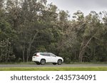 Small photo of white car driving under trees with lots of bats hanging upside down in wooli nsw australia