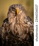 Small photo of The white-tailed eagle (Haliaeetus albicilla) is a very widespread species of albatross that is widespread throughout temperate Eurasia.