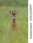 Small photo of Portrait of roe deer buck. Roe buck during mating season in natural meadow. Wildlife. Capreolus capreolus, Slovakia