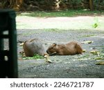 Kapibara Or Capybara ...