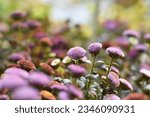 We are in a grove of colorful flowers, pompons Chrysanthemum, pom pom flower