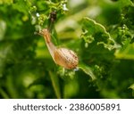 Small photo of A beautiful backlit snail is looking up as it crawls on kayle leaves with its antennae and eye pointing forward. as it searches for leaves to eat—the concept of slowness, slow speed.