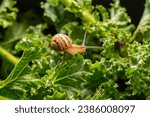 Small photo of A beautiful backlit snail is crawling down on kayle leaves with its antennae and eye pointing forward. as it searches for leaves to eat - the concept of slowness, slow speed.