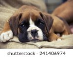 Brown Boxer Puppy Lying On The...