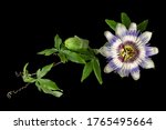 Passiflora  Passionflower  With ...