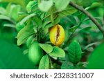 Small photo of Passiflora edulis, commonly known as passion fruit, is a vine species of passion flower native to southern Brazil. It is cultivated commercially in tropical and subtropical areas for its sweet, seedy