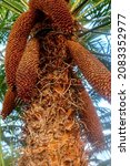 Flower Of Cycad Plant Blooms In ...