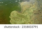 Small photo of Blue-green algae (cyanobacteria) colony. Active reproduction of microscopic of toxic bacteria in freshwater environments is a global environmental problem of nature pollution.