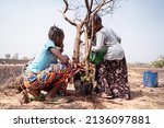 Small photo of Brave little West African girls on a barren farmland trying to save a dying tree by pouring water over it; water scarcity concept; world water day